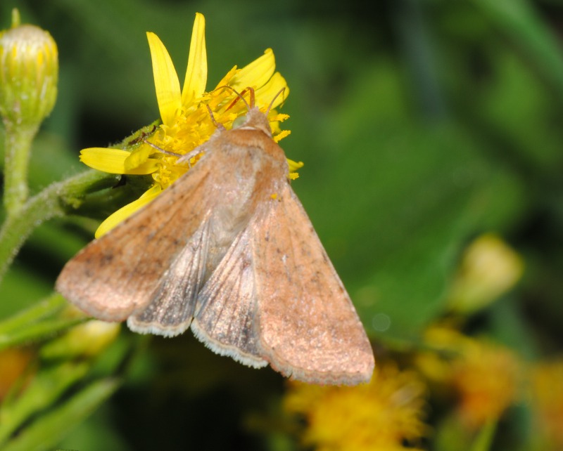 Identificazione - Noctuidae